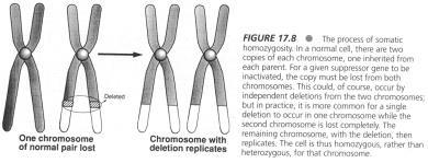 chromosome, and the chromosome with the deletion replicates This process has been documented for a number of tumors The multi-step nature of cancer Carcinogenesis is