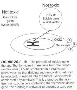 Approaches to gene therapy Genes are introduced into tumor cells using viral vectors: retrovirus, adenovirus, and herpesvirus There are al least 6 different approaches Suicide-gene therapy Cytotoxic