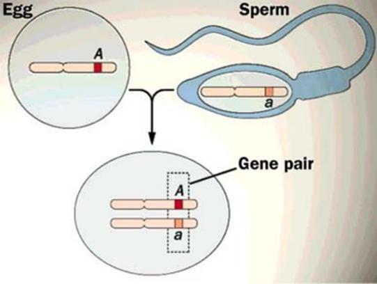 Activity: Halves of a Whole Sexual Reproduction Since gametes combine in sexual reproduction, each gamete must have the number of chromosomes than other