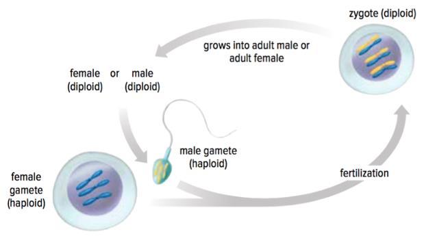 Fill In The Blank Using pg 49 in your textbook fill out and colour the diagram How do diploid organisms produce haploid gametes?