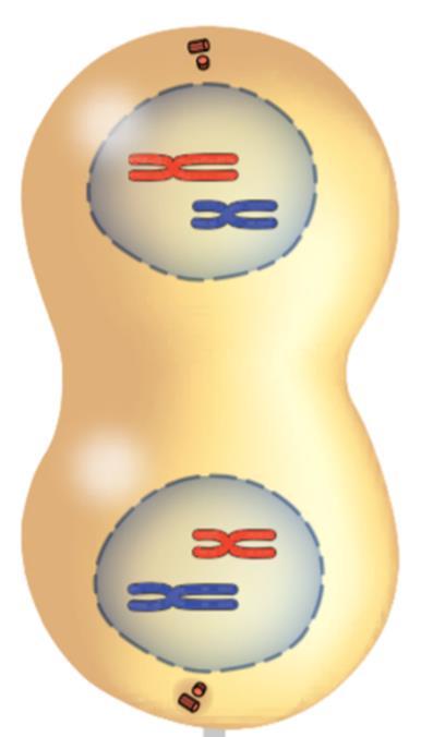 each end of the cell Meiosis: Telophase I Two nuclei