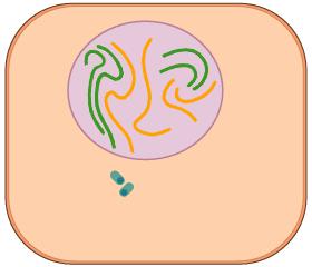 PREPARING FOR CELL DIVISION Recall All cells are produced by the division of preexisting cells.