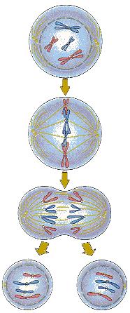 Mitosis the process of dividing the nucleus into two daughter nuclei Mitosis is divided into 4 phases: prophase