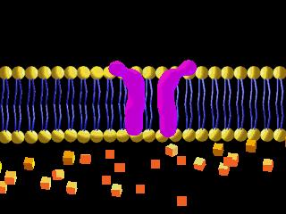 CELL MEMBRANE OVERLOAD Cell size is limited by the cell membrane (surface area) Everything must enter and leave through the cell membrane.