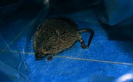 17 A tricky X Several South American mouse species have a