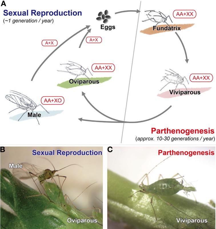 28 Sex for special occasions only Aphids clone during summer and reproduce sexually in fall Parthenogenesis