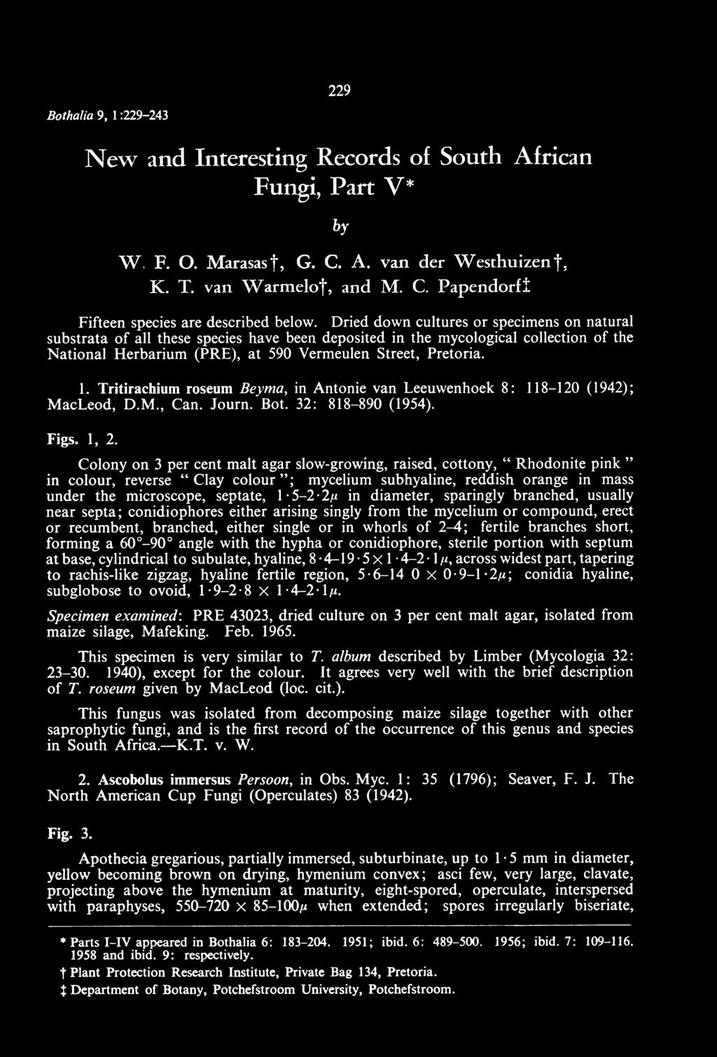 Tritirachium roseum Beyma, in Antonie van Leeuwenhoek 8 : 118-120 (1942); M acleod, D.M., Can. Journ. Bot. 32: 818-890 (1954). Figs. 1, 2.