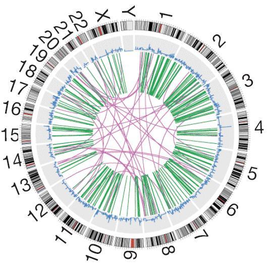 Whole Genome Analysis Somatic Rearrangements in Ca Breast Paired-end sequencing strategy Assessed 65 million 500bp DNA fragments in 24 Ca breast lines >2,000 somatic rearrangements
