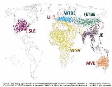Global distribution of