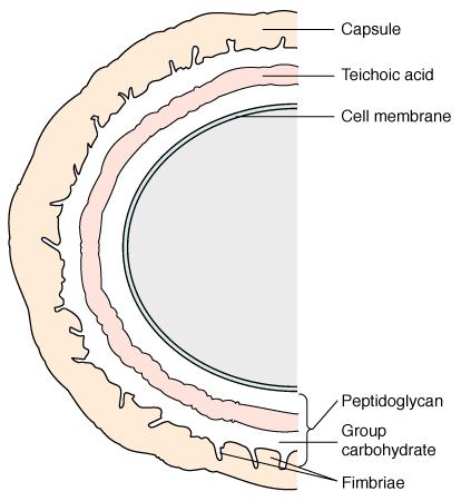 Streptococcus and Enterococcus: Cell Wall Structure Thick peptidoglycan layer Teichoic acid