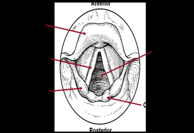 The epiglottis is labelled in the image. In the image, the glottis is open and the vocal folds are open.