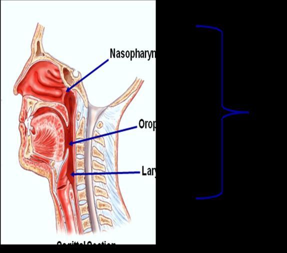 (D) This portion of the respiratory system contains stratified squamous epithelium. (E) The larynx is labelled in the image. The arrow is pointing to the nasopharynx. B. Correct!