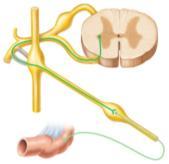 Division Anatomy: Cervical T 1 Celiac L 2 Sacral Mesenteric Spanchnic nerves Marieb & Hoehn Figure 14.5 / 14.