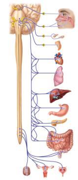 abdominal cavity Pass-through point for splanchnic nerve feeding adrenal medulla Mesenteric : Serve lower abdominal cavity Parasympathetic Division Anatomy: Vagus nerve Splanchnic nerves S 2 S 4