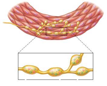 4 pathways have long preganlionic fibers and short postganlionic fibers 90% of PNS fibers Terminal located near effector tissue Preic fibers originate in brain stem and S 2 S 4 : Occulomotor Nerve