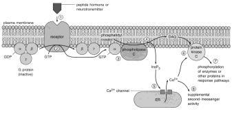 20 G protein Systems: s interact with G-proteins to trigger cellular event C.