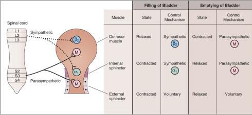Interactions of Divisions: C) Coordinated Function within Organ: Bladder: = fight or flight Parasympathetic = rest and digest Filling = Relaxed detrusor muscle; contracted internal sphincter Emptying