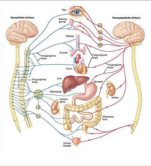 Nerve Control of Stress Sympathetic and
