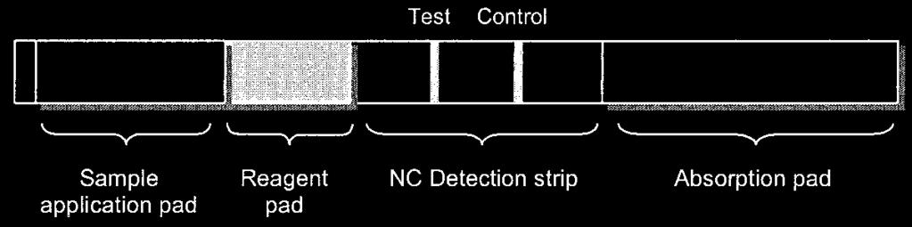 1992 BÜHRER-SÉKULA ET AL. J. CLIN. MICROBIOL. FIG. 1. Diagram of the ML flow test. NC, nitrocellulose.