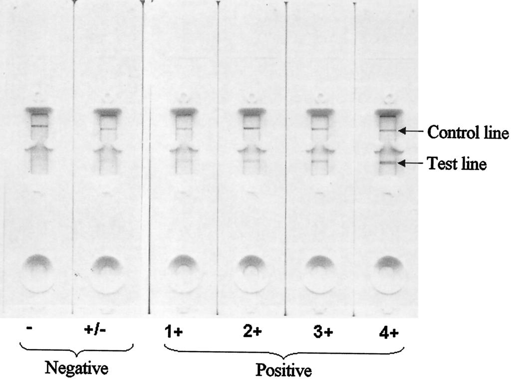 window positioned above the detection strip. The amounts of antigen and detection reagent were optimized in a step-bystep procedure with a panel of positive and negative control sera.