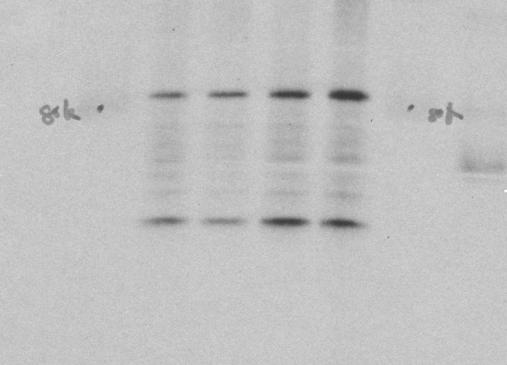 Reviewer Fig 1 B. A. MDAMB231 cell VEGF secretion MDAMB231 cell MVs p < 0.001 p < 0.001 5 3 VEGF90K 1 2 anti-flotillin-2 MDAMB231 WCL anti-hif-1α anti-actin anti-vegf 4 Lane No.