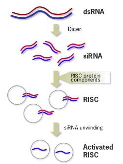 Step 2 The sirnas associate with RISC