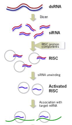 the antisense sirnas act as guides for RISC to