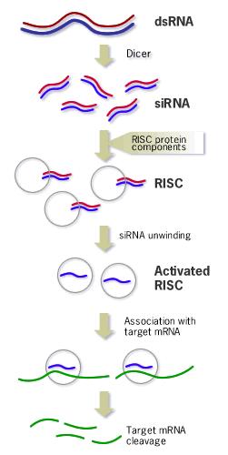 Step 4 RISC cuts the mrna approximately in the middle of
