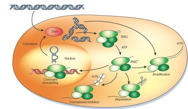A model for the mechanism of RNAi Silencing triggers in the form of double-stranded RNA may be presented in the cell as synthetic RNAs, replicating viruses or may be transcribed from nuclear genes.