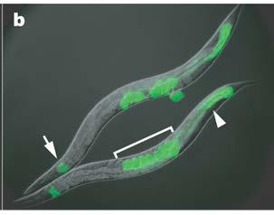 RNAi in C. elegans Silencing of a green fluorescent protein (GFP) reporter in C.