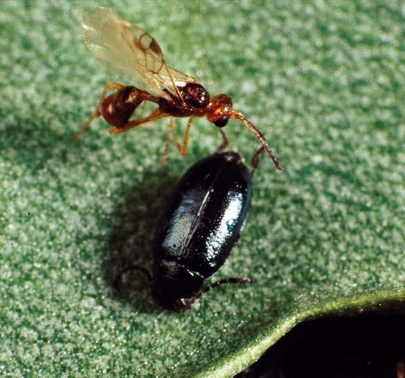 Unexpected Results pheromone attracted a flea beetle parasitoid Implications Possibility of using