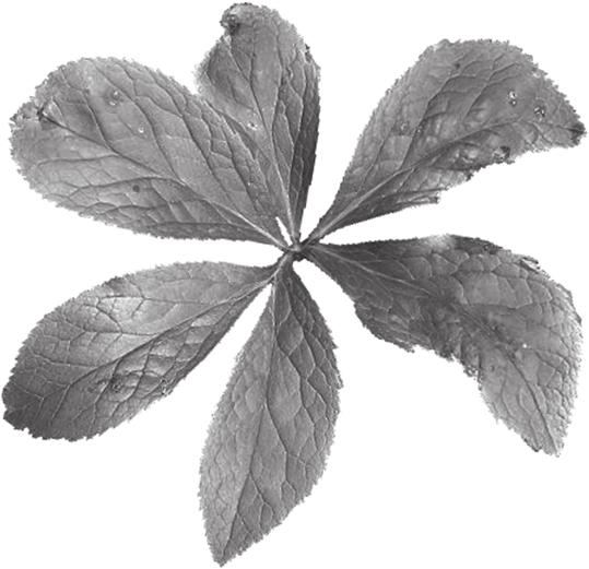 16 6 Fig. 6.1 shows a leaf and a flower of
