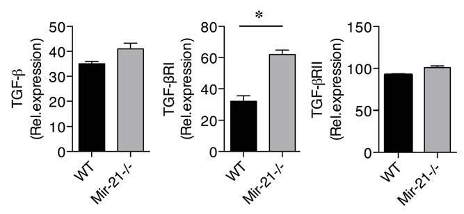 Supplemental Figure 12. TGF-β and TGF-βR expression is normal in Mir-21 - /- CD4 + T cells.