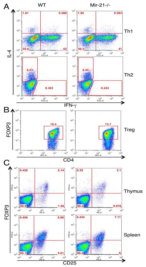 Supplemental Figure 2. Mir-21 deficiency does not affect Th1, Th2, and Treg cells.