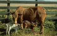 African N dama cattle can survive in areas where other cattle