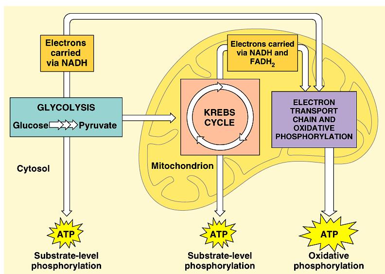 yield 3 more C to strip off (to oxidize) if O 2 is available, pyruvate enters mitochondria
