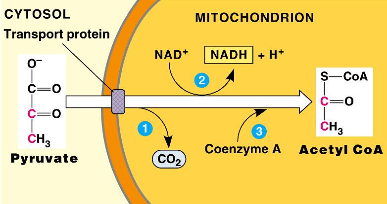 Oxidation of pyruvate Pyruvate enters mitochondrial matrix 2x pyruvate acetyl CoA + CO [ 2 3C 2C 1C ] 3 step oxidation process releases 2 (count the carbons!