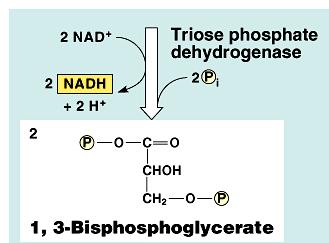 dehydrogenase cytochrome bc complex Mitochondrial matrix cytochrome c oxidase