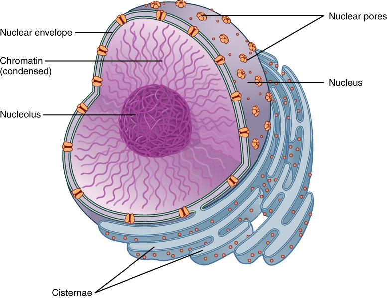 Organelles That Control Nucleus Acts like the control centre, or brain of the cell Surrounded by a nuclear membrane which has numerous pores Contains the DNA that controls the activities of the cell
