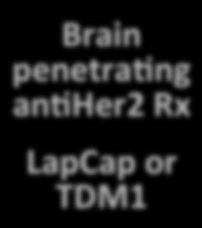 an4her2 Rx LapCap or TDM1 Brain MRI and