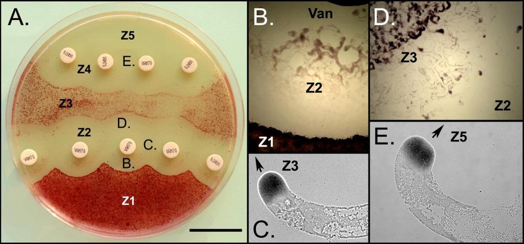 Antibiotic refractory swarmers Swarming P. vortex can cross agar containing otherwise effective conc. of antibiotics.