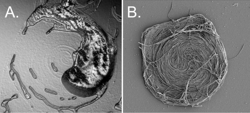 Paenibacillus vortex 1 Gram + curved, flagellated rod from soil.