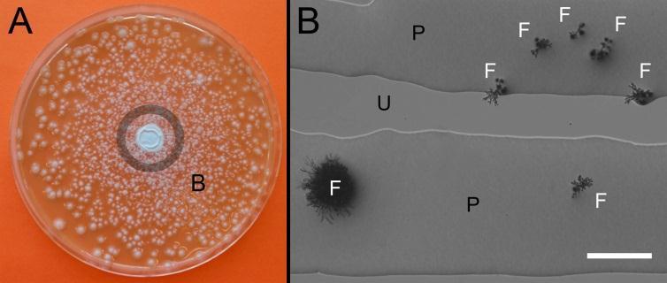The result fungal dispersal Swarming P. vortex facilitates dispersal of A. fumigatus (control non-swarming P. vortex does not e.g. inhibited by PNPG) A: Plate after 72 h (fungal colonies visible, bacteria ubiquitous but not visualized).