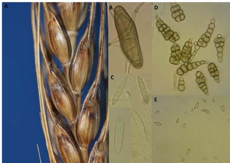 In early May 2012, the Texas Plant Diagnostic Clinic in Amarillo received several samples from the Central Texas Blacklands that had issues on the wheat head and leaf tissue.