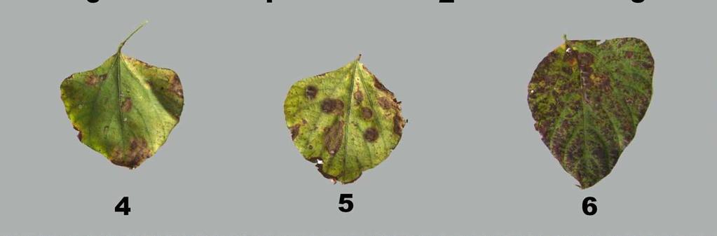From each plant, three leaves from top, middle and bottom portions were chosen for recording observation.