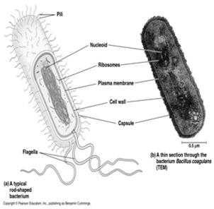 A TOUR OF THE CELL Chapter 6 KEY CONCEPTS: Eukaryotic cells have internal membranes that compartmentalize their functions The eukaryotic cell s genetic instructions are housed in the nucleus and