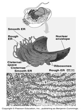 ENDOPLASMIC RETICULUM - ER Network of tubules & sacs called cristernae ER lumen internal compartment of ER ER is continuous with nuclear envelope SMOOTH ER Lacks ribosomes, Synthesis of lipids (oils,