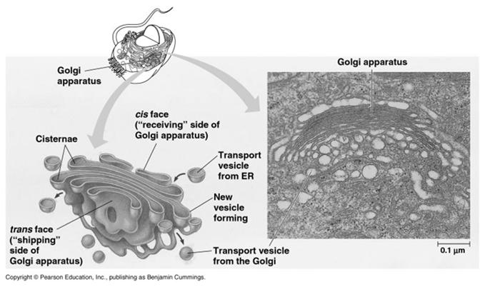 secretory proteins (glycoproteins carbs attached) Keeps secretory proteins separate from free proteins GOLGI APPARATUS Modifies, stores & ships ER products Consists of flattened membranous sacs