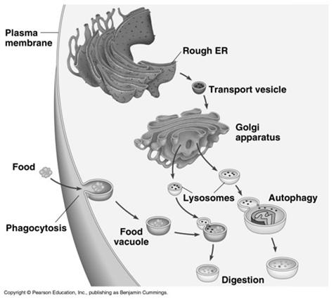 VACUOLES Membrane bound sacs (larger than vesicles) Food vacuoles phagocytosis Contractile vacuole removes excess water in freshwater organisms