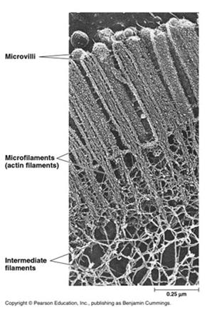 globular protein actin Cell motility contractile apparatus Play a role in: Muscle contraction interaction with myosin protein